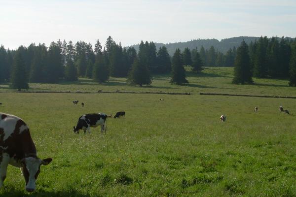 Génisses au pâturage - &copy; août 2009 - Marie