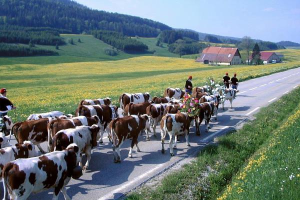 Pendant la montée vers Chaux-Neuve - &copy; mai 2005 - P.M. Aubertel