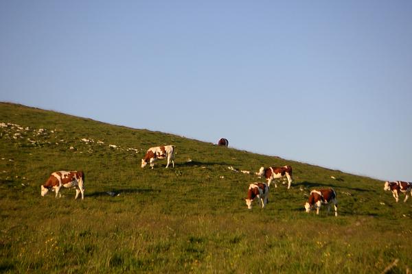Vaches à l'alpage - &copy; juillet 2011 - I. Poirot