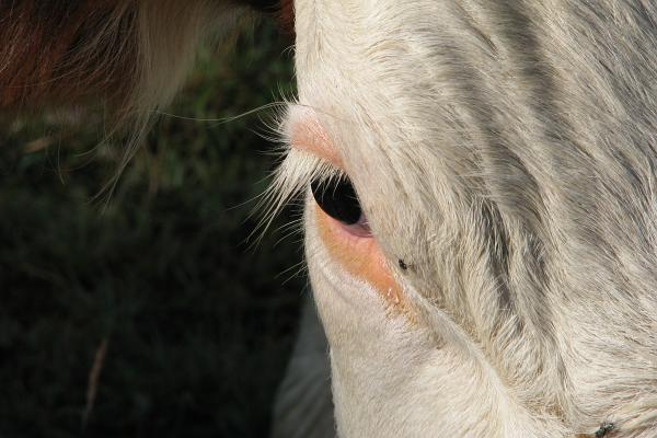 Oeil de vache - &copy; septembre 2009 - K. Adamova