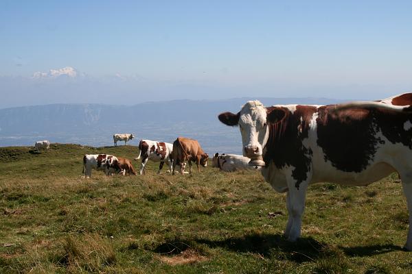 Vaches face au Mont-Blanc - &copy; août 2009 - P.M. Aubertel