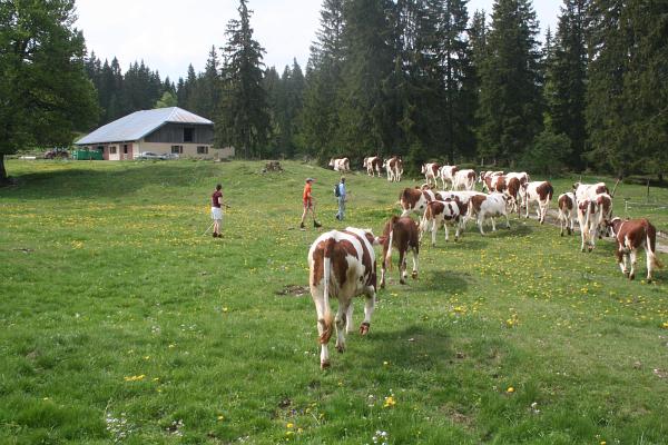 Montée à l'alpage Chez Mimi - &copy; mai 2011 - P.M. Aubertel